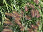 Pennisetum alopecuroides 'Herbstzauber' - Image 2