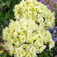 Rhododendron impeditum 'Wren'