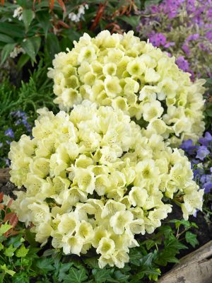 Rhododendron impeditum 'Wren'
