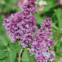 Syringa vulgaris 'Charles Joly'