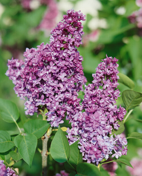 Syringa vulgaris 'Charles Joly' - Obrázek 1