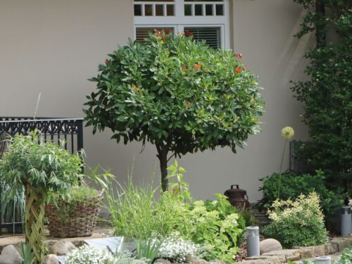 Prunus laurocerasus 'Etna' - Obrázek 1