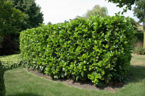 Prunus laurocerasus 'Etna' - Obrázek 2