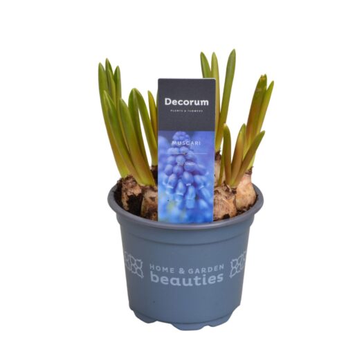 Muscari armeniacum 'Big Smile' - Image 4