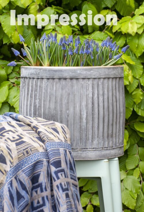 Muscari armeniacum 'Big Smile' - Image 2