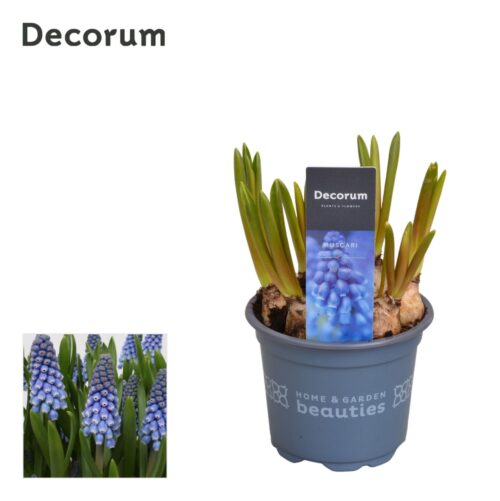 Muscari armeniacum 'Big Smile' - Image 3