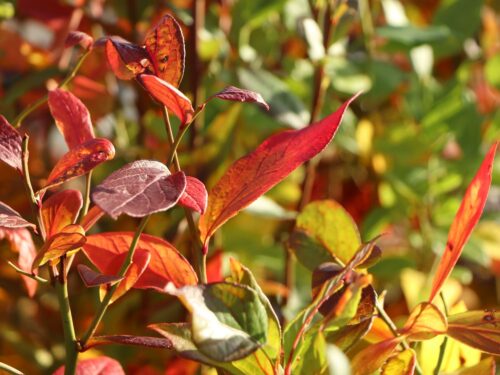 Vaccinium corymbosum 'Reka' - Image 2