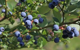 Vaccinium corymbosum 'Reka'