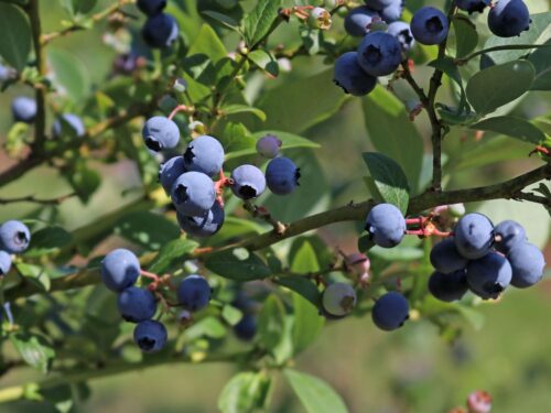Vaccinium corymbosum 'Reka' - Image 1