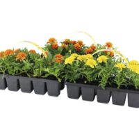 Tagetes patula 10–pack, aksamitník – mix, žlutá, oranžová