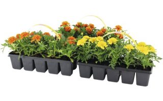 Tagetes patula 10–pack, aksamitník – mix, žlutá, oranžová