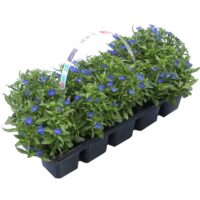 Lobelia 10–pack, modrá
