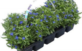Lobelia 10–pack, modrá