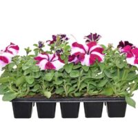 Petunia 10–pack, barva fialová, vínová