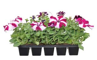 Petunia 10–pack, barva fialová, vínová