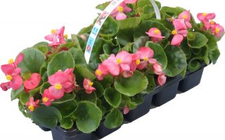 Begonia semperflorens 10– pack, voskovka – mix