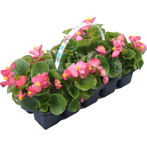 Begonia semperflorens 10– pack, voskovka – mix - Image 1