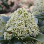 Skimmia japonica  'White Globe' - Obrázek 2