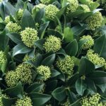 Skimmia japonica  'White Globe'