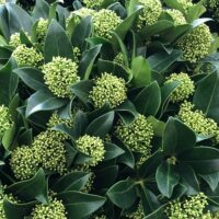 Skimmia japonica  'White Globe'