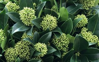 Skimmia japonica  'White Globe'