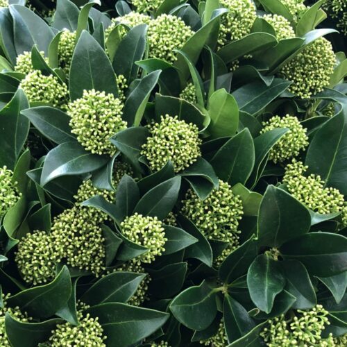 Skimmia japonica  'White Globe' - Obrázek 1