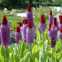Primula vialii