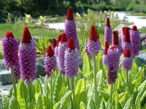 Primula vialii - Obrázek 1