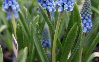 Muscari armeniacum 'Big Smile'