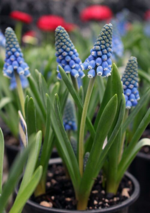 Muscari armeniacum 'Big Smile' - Image 1