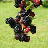 Rubus frut. 'Triple crown' – NOVINKA !