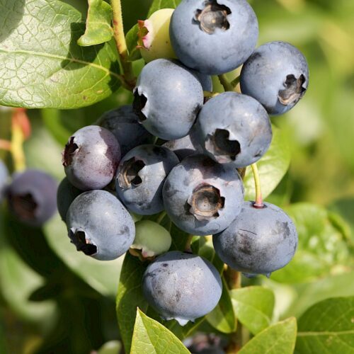 Vaccinium corymbosum 'Sierra' - Obrázek 1