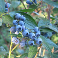 Vaccinium corymbosum 'North Blue' 60+