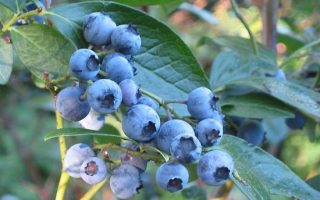 Vaccinium corymbosum 'North Blue' 60+