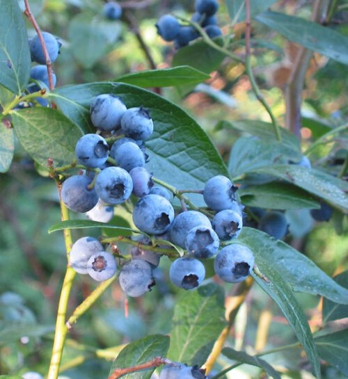 Vaccinium corymbosum 'North Blue' 60+ - Obrázek 1