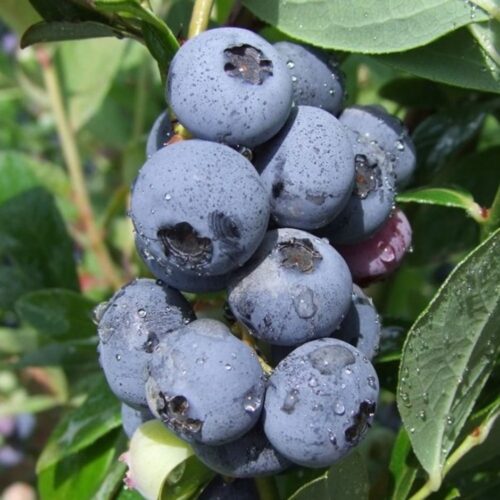 Vaccinium cor. 'Goldtraube 71' - Image 1