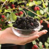 Morus rotundiloba 'Mojo Berry'