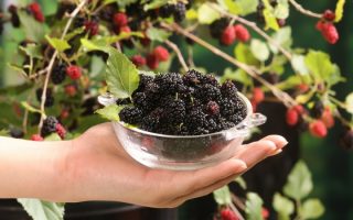 Morus rotundiloba 'Mojo Berry'