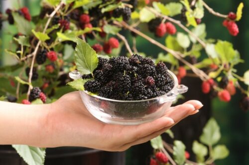 Morus rotundiloba 'Mojo Berry' - Obrázek 1