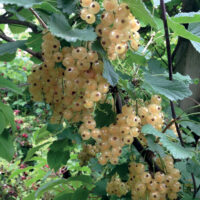 Ribes Weisse 'Versailler'