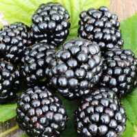 Rubus fruticosus 'Triple Crown'