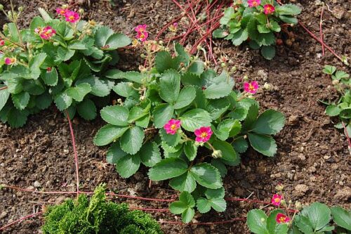 Fragaria vesca 'Rubra' - Obrázek 1