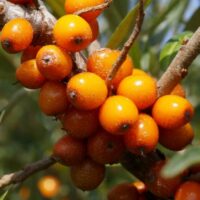 Hippophae rhamnoides 'Leikora' (samičí)