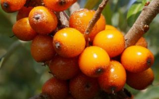 Hippophae rhamnoides 'Leikora' (samičí)