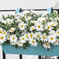Argyranthemum frutescens