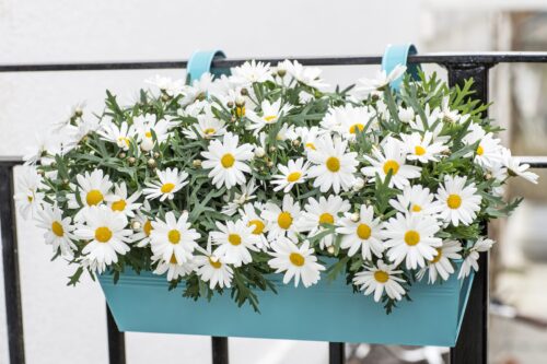 Argyranthemum frutescens - Obrázek 1