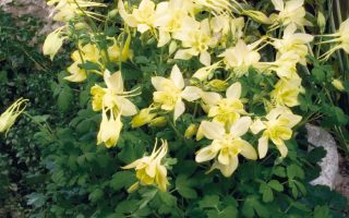 Aquilegia caerulea 'Spring Magic Yellow'