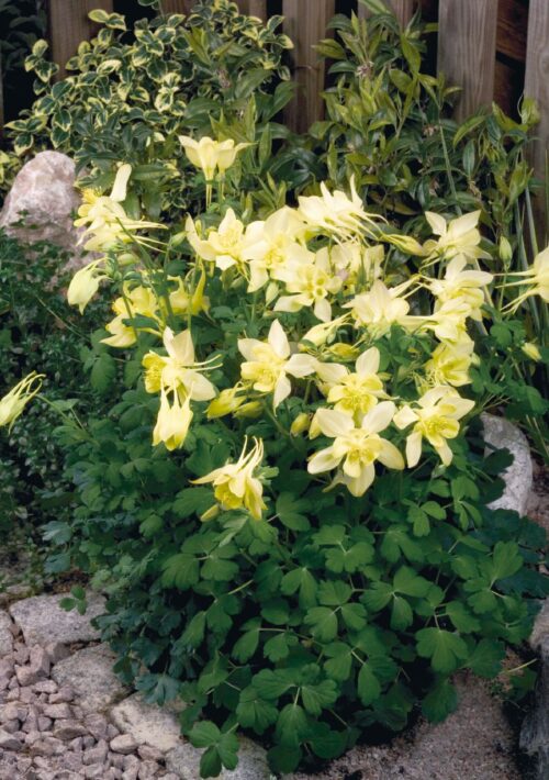 Aquilegia caerulea 'Spring Magic Yellow' - Obrázek 1