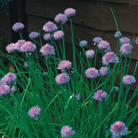 Allium schoenoprasum  – Volmary