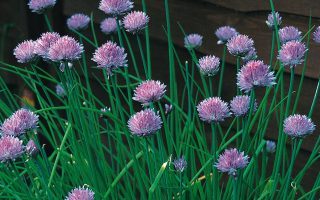 Allium schoenoprasum  – Volmary